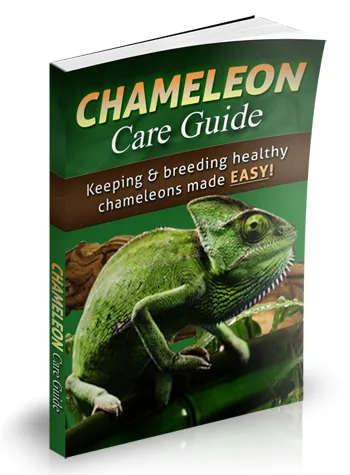 Chameleon Care Guide ebook cover